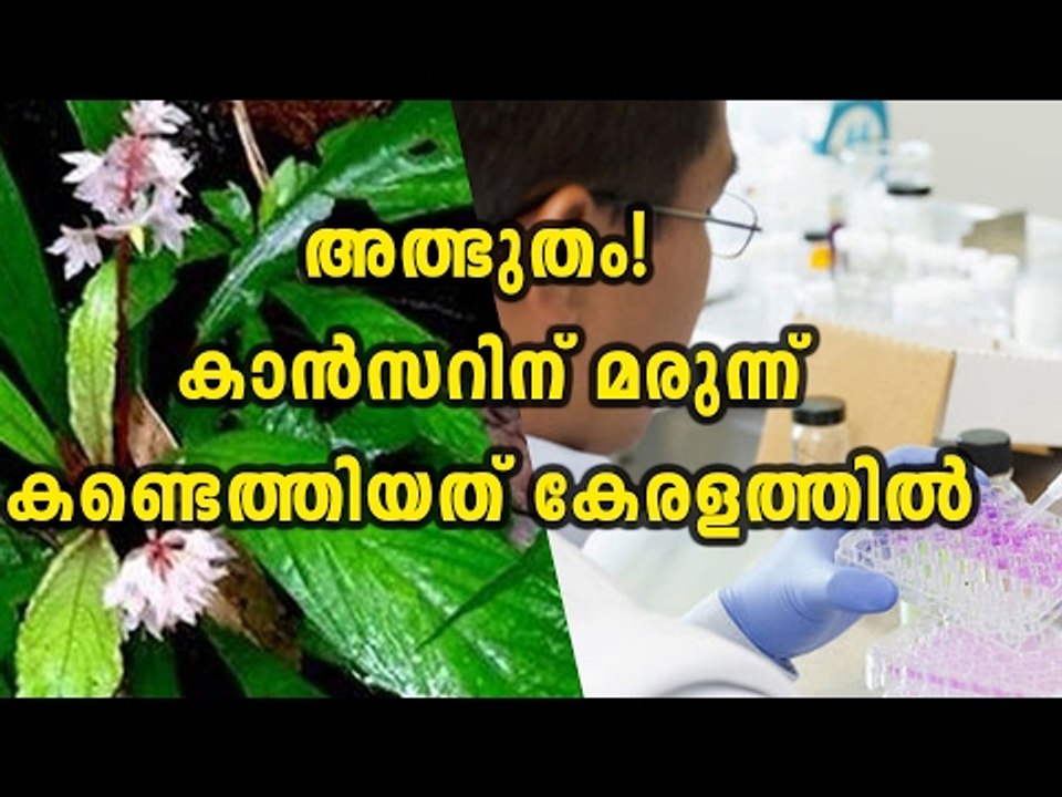 For Cure Cancer,Plant In Kerala Named 'Pachachedi' | Oneindia Malayalam
