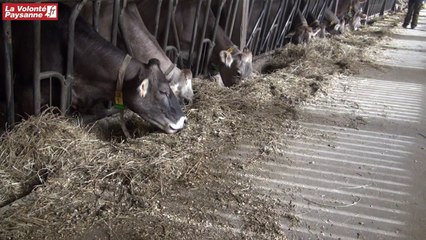 Alimentation vaches laitières : ration méteil-maïs épis