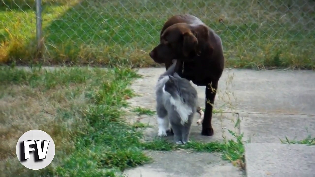 Ultimate Cat Vines Compilation__Funny Vines