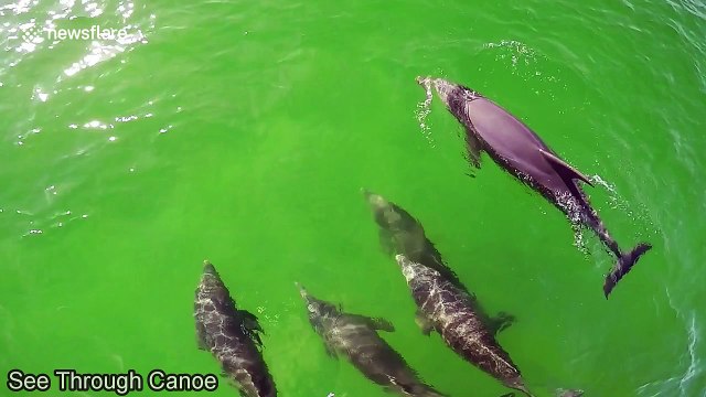 Curious dolphins interact with transparent canoe
