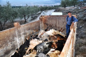 Manisa'da Gübre Yiyen Onlarca Keçi Telef Oldu