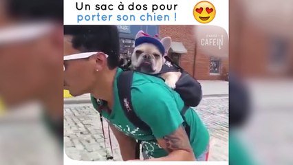 Un sac à dos fait pour porter son chien