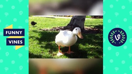 Try Not To Laugh Or Grin _ Funny Vines Animals Compilation