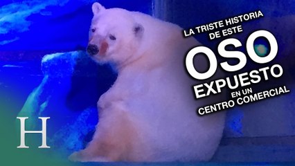 La triste historia del oso del centro comercial