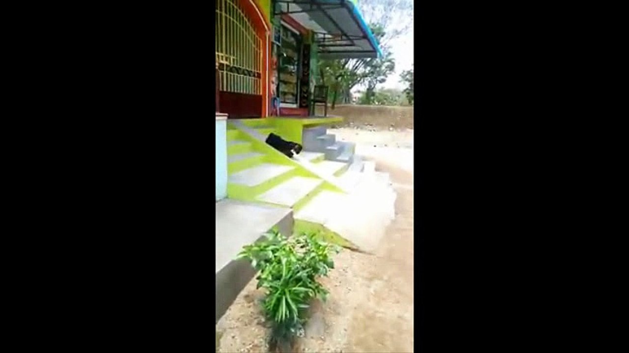 animal funny clip