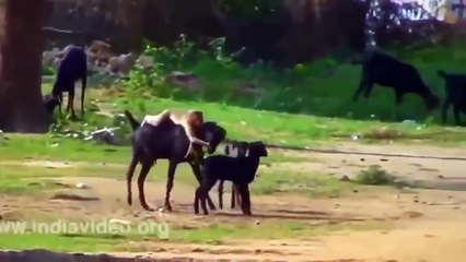 Смешные прикольные животные 2017,Funny Videos,Best Funny Fail Compilation