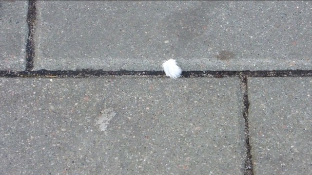 Marta Tymińska, Piórko , 2015, II rok 2 stopnia, specjalność: Intermedia