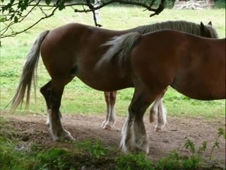 Vaches et chevaux 21-09-07