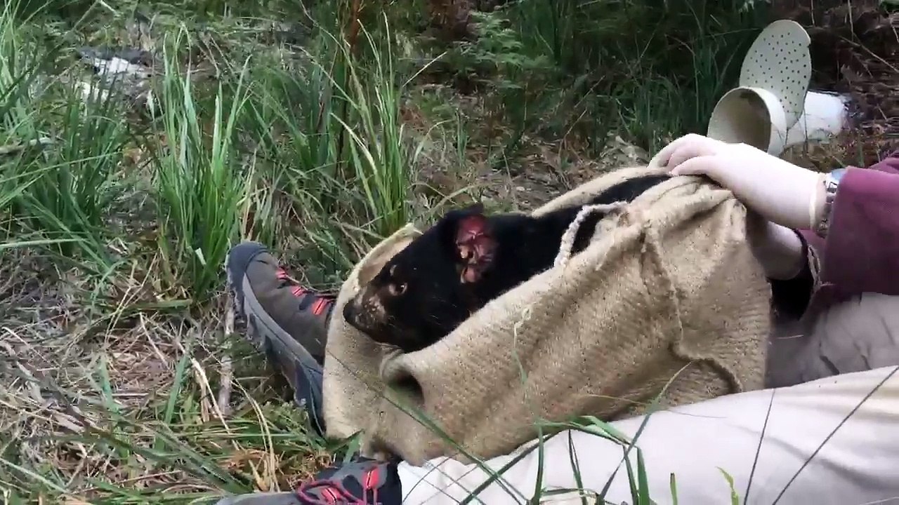 Un diable de Tasmanie enfin libre