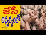 JC Prabhakar Reddy : After Cock Fights, It's Pig Fights in AP పందుల పందాలు- Oneindia Telugu