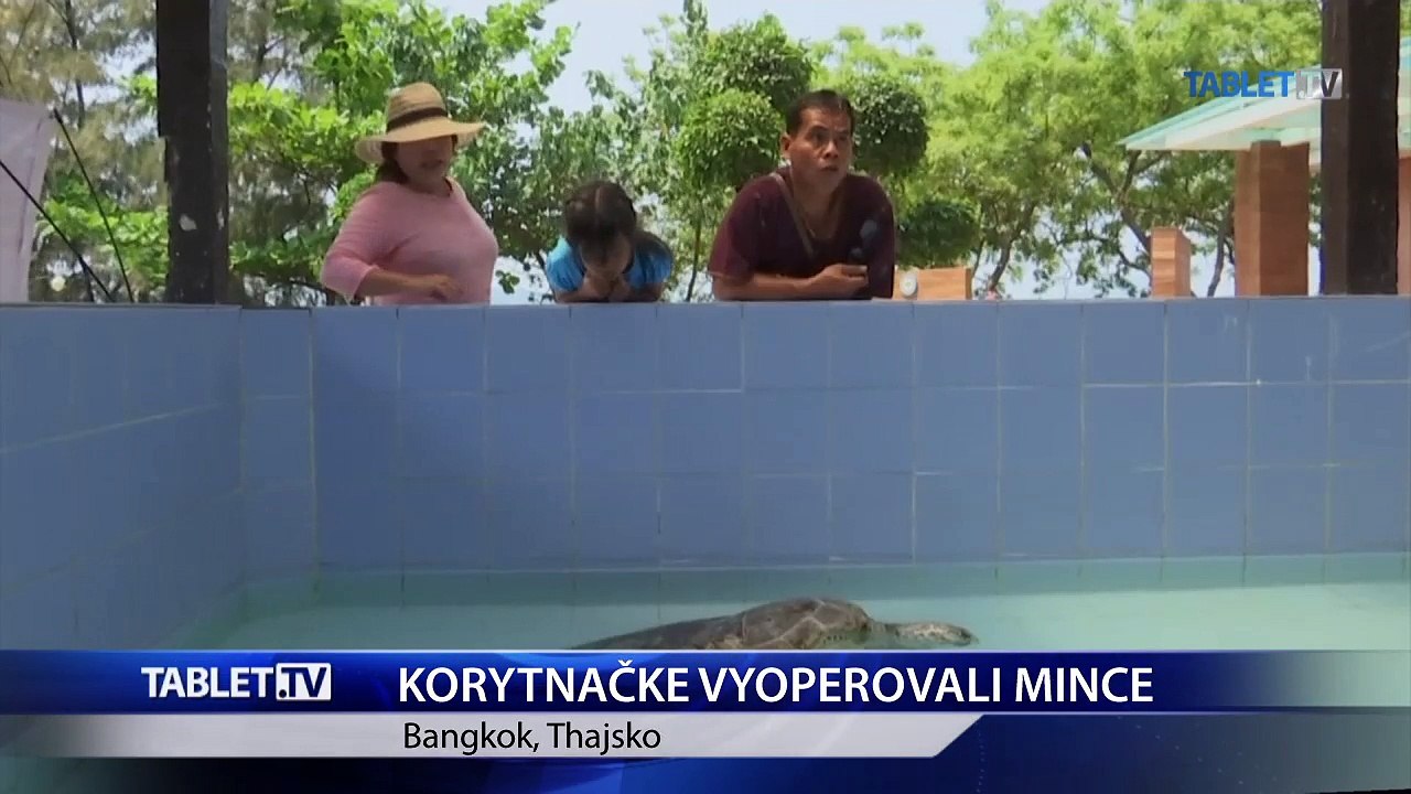 Korytnačke vyoperovali zo žalúdka takmer tisíc mincí