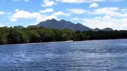 Golfinhos aparecem no canal de Maria Ortiz, em Vitória