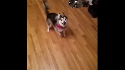 Ce chien kiffe faire des glissades sur le parquet
