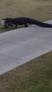 Elle hallucine en voyant un alligator en plein parcours de golf avec un poisson enorme dans la gueule