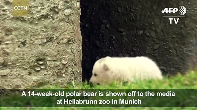 Petit bébé ours fait ses premiers pas