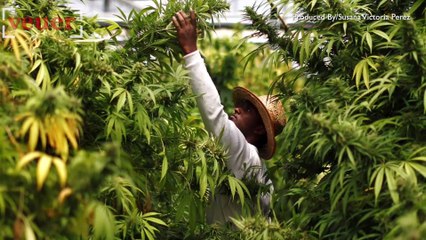 Israel Takes Steps Towards Decriminalizing Marijuana Use