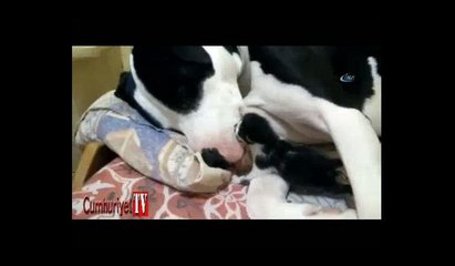 Pitbull ile bir günlük kedinin eğlenceli anları