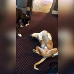 Un chien qui fait bien le mort !