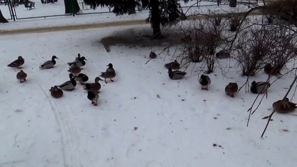 RADOMSZCZAŃSKIE KACZKI