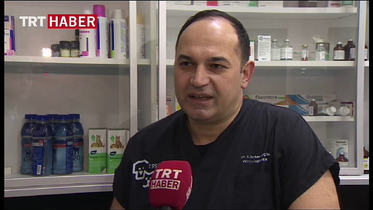 'Umut' kedinin umut dolu hikayesi