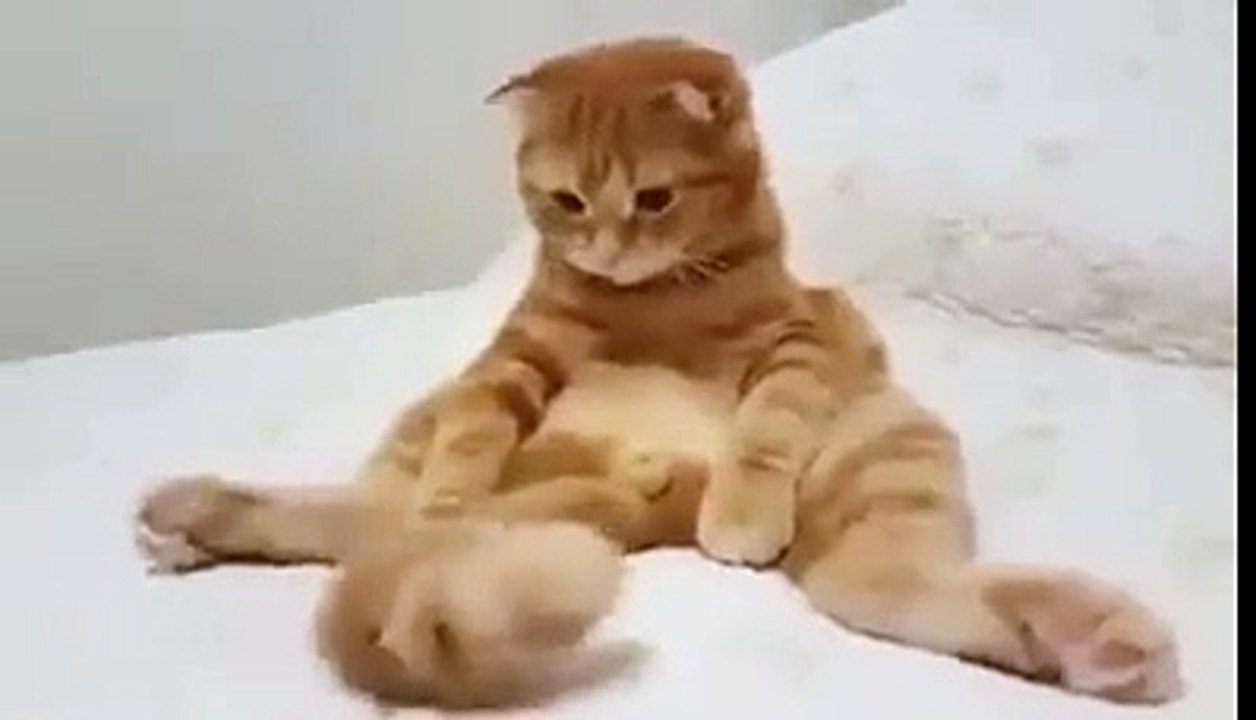 Ce Chat s'hypnotise Tout Seul Avec sa Propre Queue...