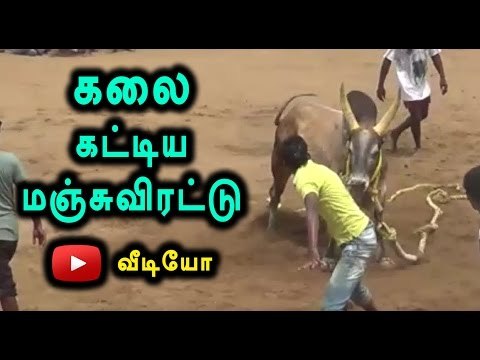 In Sivagangai, Thirupuvanam Manju Virattu celebrated - Oneindia Tamil