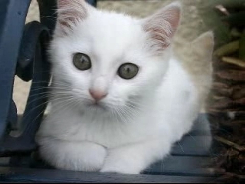 Mimi le chat - slideshow