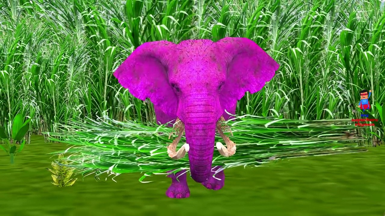 Animals Finger Family Songs | Dinosaurs Lion Tiger Gorilla Elephant Colors Animals Nursery