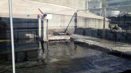 جاء العيد الكبير (عيد الاضحى) و كنت في القطب الشمالي!!! ما العمل؟