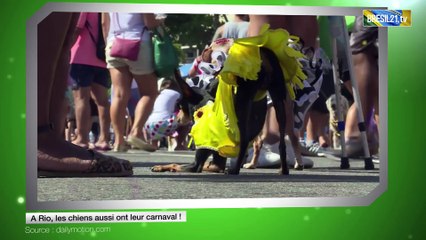 A Rio, les chiens aussi ont leur carnaval !