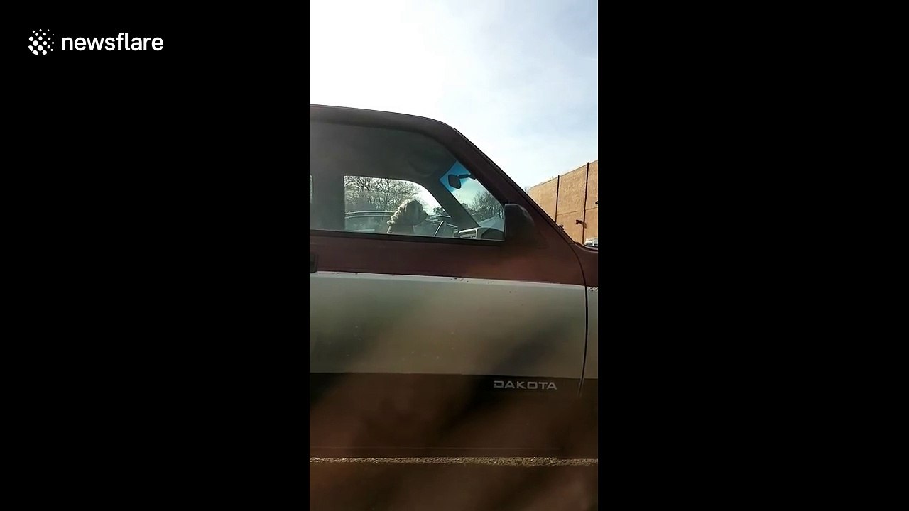 Dog honks car horn while owner is shopping