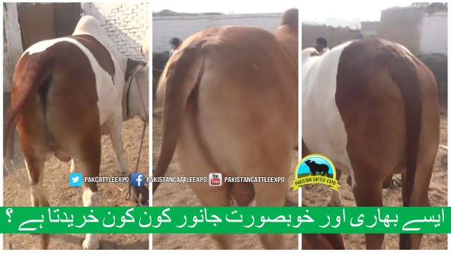 334 || Bull qurbani for eiduladha || Bakra eid in Karachi, Pakistan ||