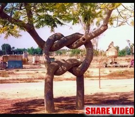 Collection The Most Beautiful Tree In The World