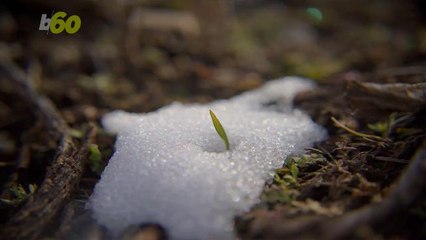 Why an Early Spring Isn't Such a Good Thing