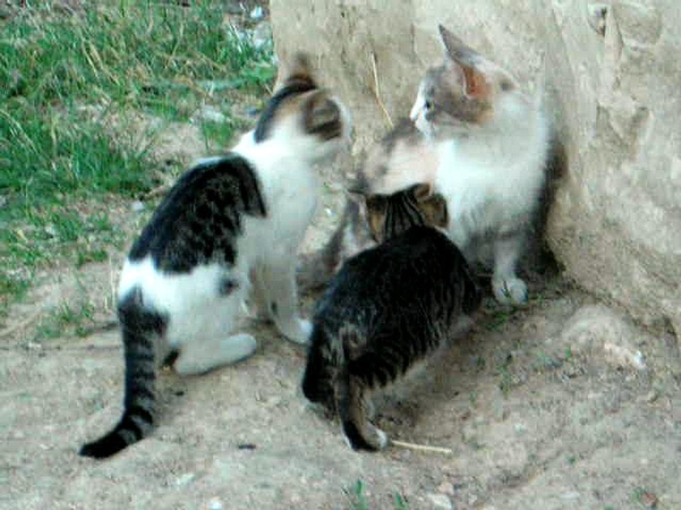 Sevimli Kedi Yavruları