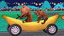 Animals Epic Banana Car Party | Lion Tiger Dinosaurs & Gorilla Finger Family And More Nurs