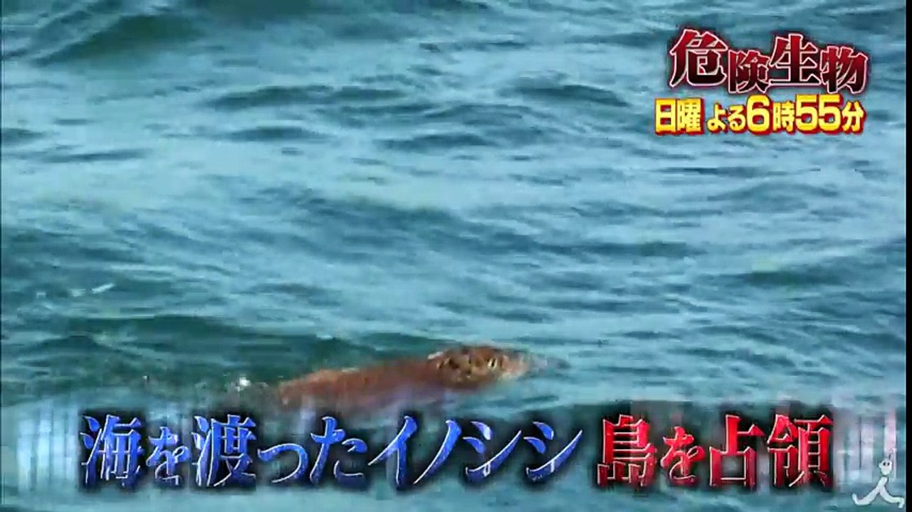 虎が脱走! 日本最悪の猛獣脱走事件 戦慄の26日間の一部始終 3/5(日)『世界の超S級危険生物』【TBS】