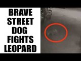 Goregaon brave dog chases off leopard from society: Watch video | Oneindia News