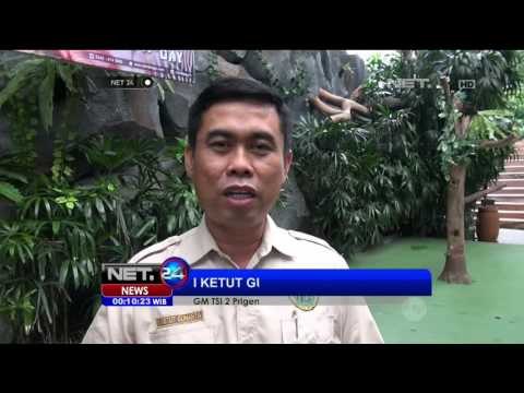 Orangutan di Taman Safari Dapat Hadiah Spesial Tumpeng Buah Rayakan Hari Orangutan Sedunia - NET24