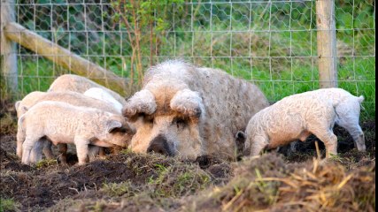 Les nouvelles insolites #2