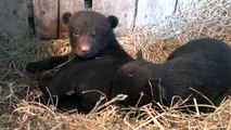 Des bébés ours trop mignons !