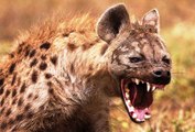 Top ataque de animais selvagens #11, Animais selvagens atacando, Animals, Confrontos animais, Serpentes atacando animais