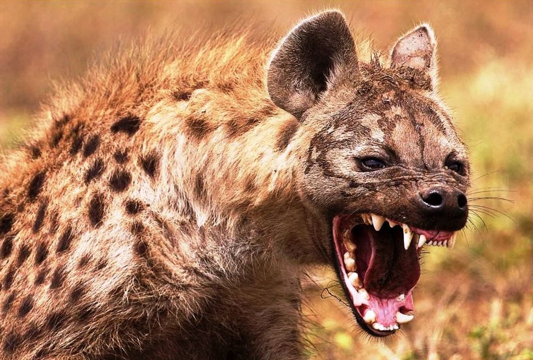 Top ataque de animais selvagens #11, Animais selvagens atacando, Animals, Confrontos animais, Serpentes atacando animais