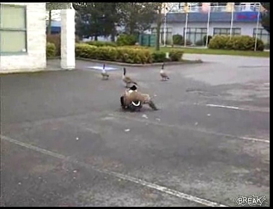Extreme Goose Fight On Camera