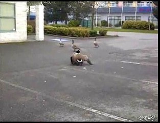 Extreme Goose Fight On Camera