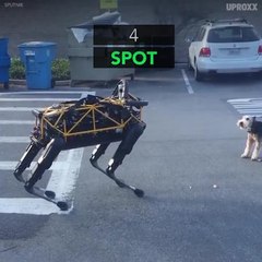 6 Robots That Will Make You Happy We Live In The Future