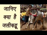 Jallikattu: All you need to know about Tamil Nadu's Bull festival | वनइंडिया हिंदी