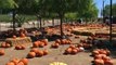 Pumpkins For Kids - Tractors for Children John Deere - Halloween Pumpkin Patch Farm - Tonka Trucks