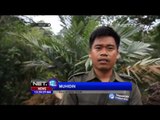 10 Ekor Kukang Sitaan Dilepas Ke Alam Bebas di Lampung - NET12