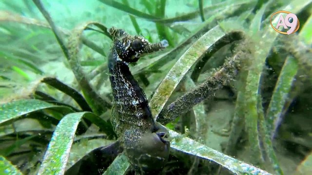 Yavruları erkek denizatları doğurur!